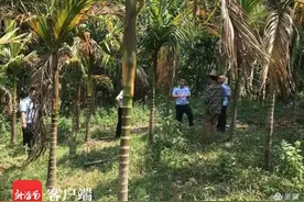 海南屯昌1300棵槟榔树被注射柴油枯死 2名嫌犯被刑拘图片
