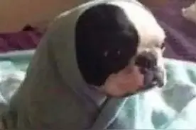 冬天不睡懒觉的人，你们会后悔的图片