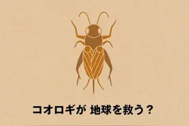 日本无印良品推出蟋蟀巧克力棒：昆虫营养丰富又环保图片