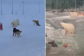 俄罗斯两北极熊幼崽被送回栖息地后 走600公里返回寻找恩人图片