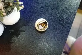 松江首例，顶额处罚图片