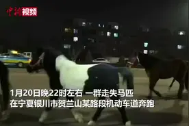 银川8匹马深夜在市区奔跑 民警变身“套马汉子”图片