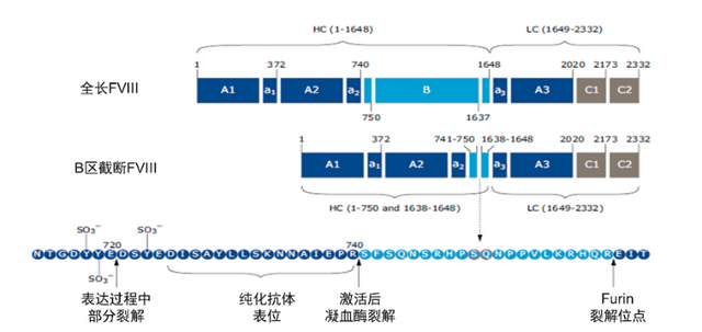 “安全调查员”看凝血因子VIII之B结构域
