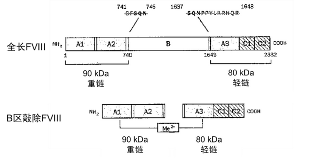 “安全调查员”看凝血因子VIII之B结构域