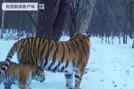 黑龙江一地又现东北虎！专家：为两岁左右雌虎，自俄罗斯过境而来图片