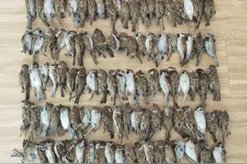 天上“掉”下麻雀，竟有100多只！民警调查发现幕后黑手图片