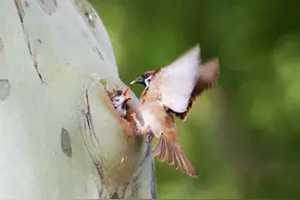 麻雀育雏也精彩，难得一见的瞬间图片