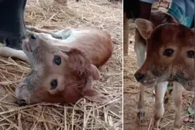 印度东北部出生一头变异小牛 拥有两个脑袋、四只眼睛图片