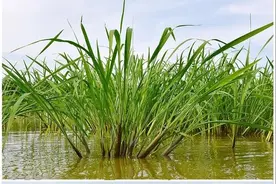 菰米——我国最早的谷类作物之一图片