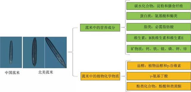菰米——我国最早的谷类作物之一
