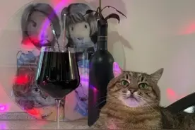 一只因眼神太拽而爆火的猫：早已厌倦纸醉金迷的生活图片
