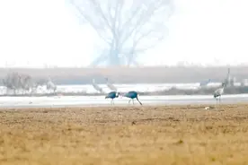 壹现场丨“白枕鹤夫妇”北京官厅水库秀恩爱 巡护员：它们要原地过年了图片