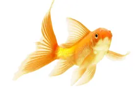 虚拟偶像主播《宝可梦 晶钻》变态挑战伟业达成 金色鲤鱼王干翻四天王图片