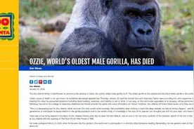 世界最年长雄性大猩猩在美去世图片