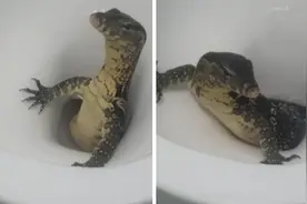 泰国一名游客正打算上厕所 突然发现马桶里钻出蜥蜴图片