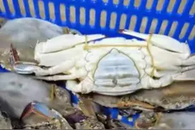 最贵380元一斤！部分蟹商半斤及以上全红膏梭子蟹售罄，年前全红膏蟹“有价无市”？|老谢逛菜场图片