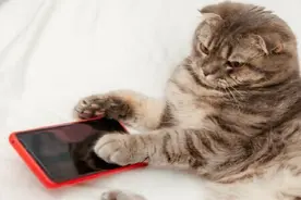 猫语翻译器在日本火了，网友狂喜：“没想到主子在叫我爸。”图片