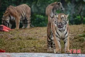 虎作姓时读作猫？奇怪的知识又增加了图片