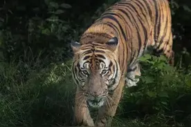 来看虎威！福州这里火了图片