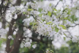 美翻了！广西这满山的梨花即将迎来盛放期，美得令人窒息图片