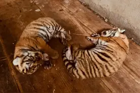 虎年倒计时，这对7个月大的姐弟喜得名字，出自《诗经》图片