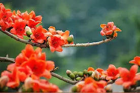 花是一座城城是一朵花 攀枝花：火红的祝福送给世界图片