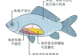 鸡、鱼、虾这些部位千万别吃，毒素和寄生虫超多！你再喜欢也要戒口图片