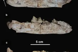 严谨说虎话丨老虎用不用去剑齿虎家“串亲戚”？图片