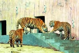 春节假期，六合文旅看点十足图片