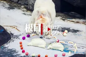 过年满满仪式感，武汉北极熊嗨吃“巨型饺子”视频封面