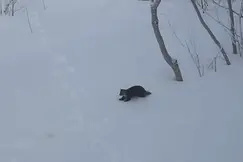萌态百出 机警可爱！黑龙江现紫貂觅食图片