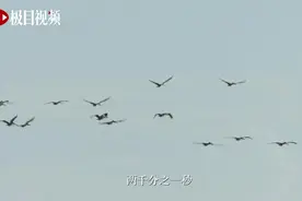 楚天都市报极目新闻，用瞬间记录感动，用感动铭记过往