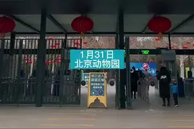 北京各大公园推出新春生肖吉祥物“萌萌虎”天目新闻探访萌虎迎春新气象图片