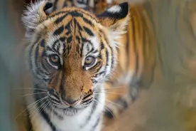 虎年说虎：拜年不能只会“虎虎生威”，古诗文里的老虎了解一下图片