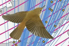 磁性导航：候鸟迁徙过程中如何收到“停止信号”？图片