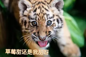 拜年必备！快收好这组小老虎表情包图片