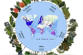 新研究估计地球上有9200个尚未被发现的树木种类图片