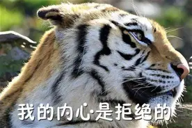 虎年怎么吃“虎皮”？有物理专家认真研究后得出这几招...图片