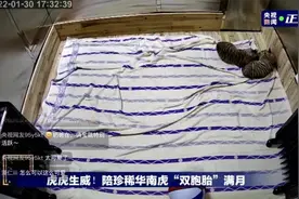 养一头胖虎，你要花多少钱？图片