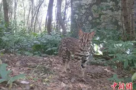 海南首次在城区发现国家二级保护野生动物豹猫种群图片
