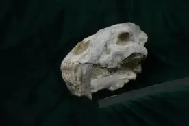 曾经称霸一时的剑齿虎，为何消失了？图片