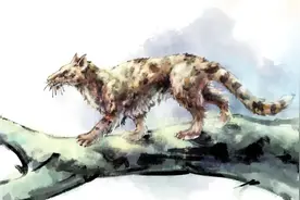 生肖中的“虎”，是什么虎？原来老虎也会吃草？图片