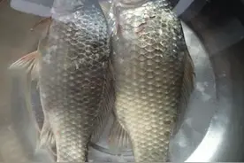 「美食」堪称一绝的美味——鲫鱼芦菔汤图片