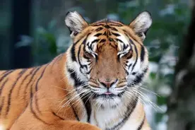 虎年吸虎，我们都该补补课了图片