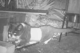 英国一猫咪进刺猬喂养站偷食 出来时把塑料管卡肚子上图片