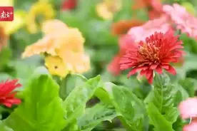 遇见广州｜去赏花，感受千年花城的冬日幸福图片