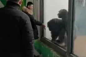 长春一公园两只猩猩看到男子后手舞足蹈 园方：男子曾长期喂养它们图片