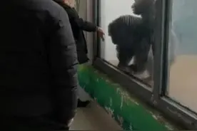 长春一公园两只猩猩看到男子后手舞足蹈 园方：男子曾长期喂养它们图片