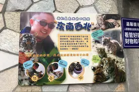 饲养员揭秘成都动物园“虎妈”养成记：养育四女三子，产子后两周不挪窝图片
