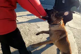 春节坚守｜警犬基地不停练 马犬扑咬好“凶”图片